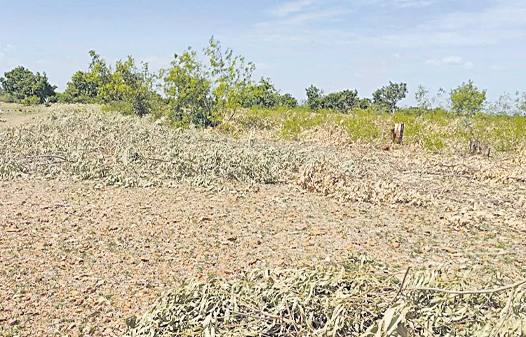 TDP leader encroachment of forest lands