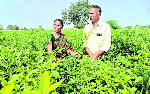 సేంద్రియ సాగులో కర్షక దంపతులు.. 
