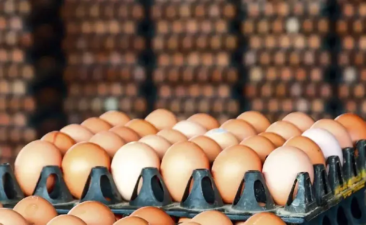 Egg Prices Hiking in us Due to Lack of Hens Democrats Blame Donald Trump