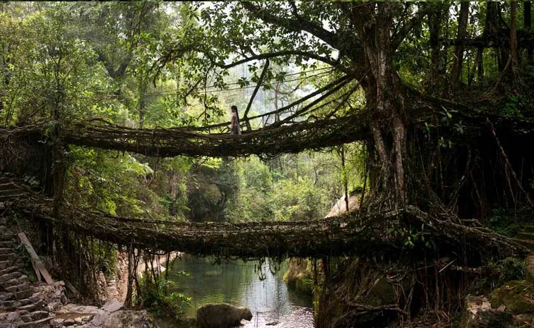 Dock Root Bridge: Living Root Bridge Meghalaya Tourism