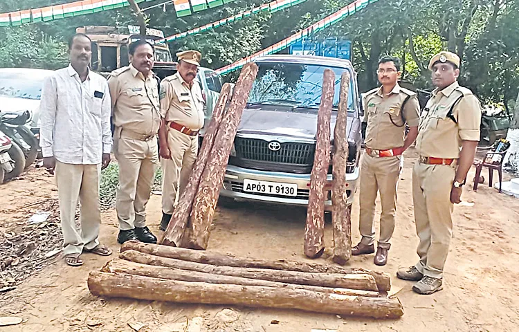 446 kg of red sandalwood seized