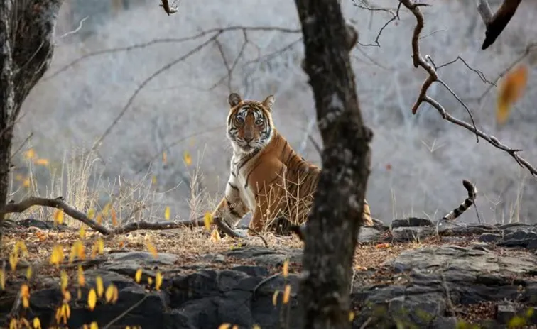 Maneater Tigress Carcass Found In Wayanad Kerala