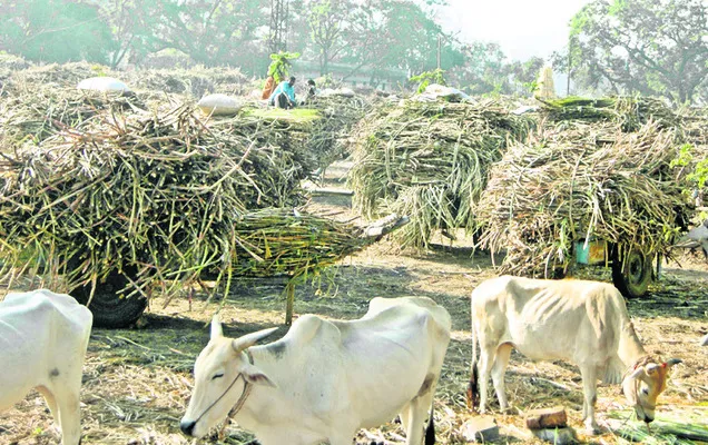 గోవాడ సుగర్స్‌లో క్రషింగ్‌కు అంతరాయం 