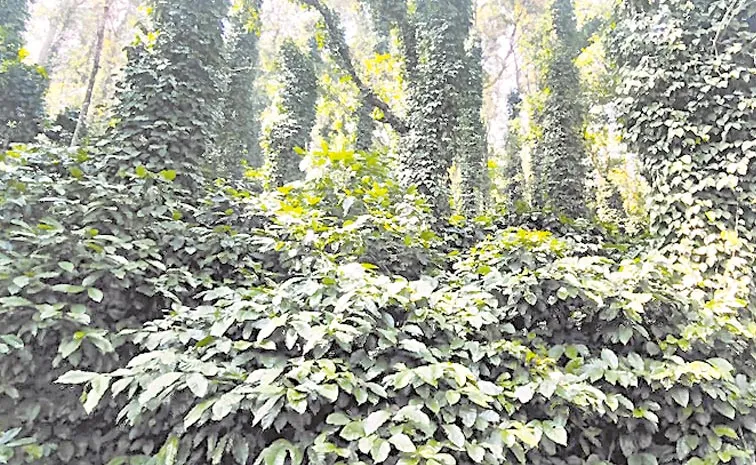 245800 tribal families in coffee plantations: Andhra pradesh