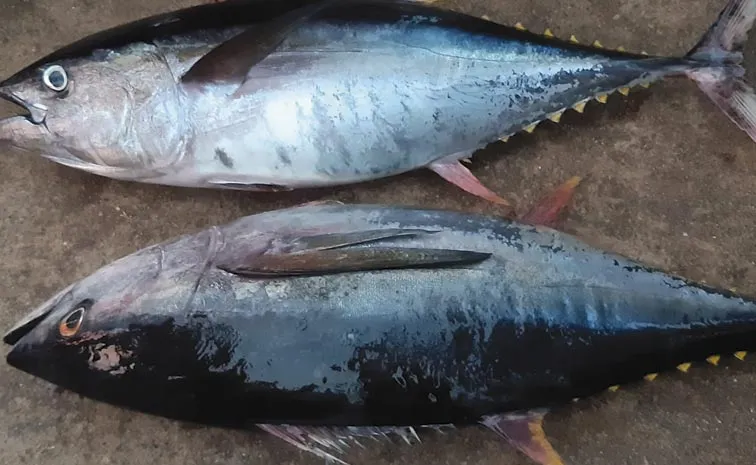 Tuna fish pouring money into fishermen: Andhra pradesh