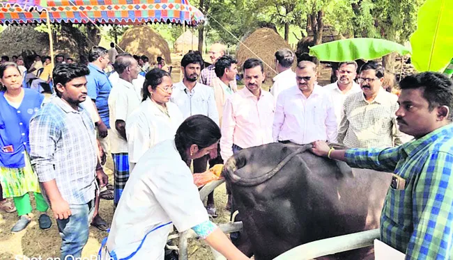 పశువుల రక్షణకు ఆరోగ్య శిబిరాల ఏర్పాటు 