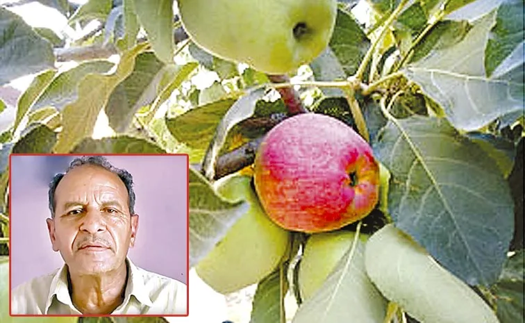 Hariman Sharma: Himachali Farmer Revolutionizing Apple Cultivation in Warmer Climates