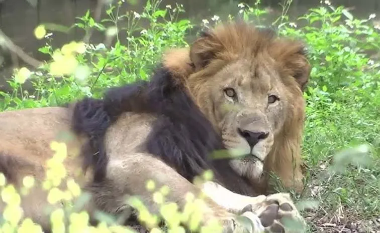 Zookeeper Enters Lion's Den To Impress Girlfriend