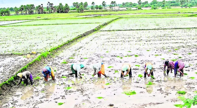 సన్నరకాల సాగుకే రైతుల మొగ్గు 