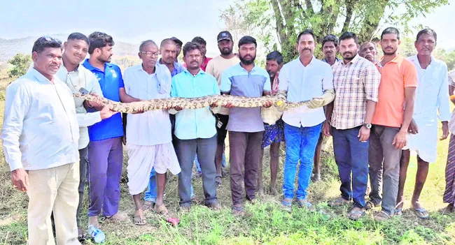 పంటపొలంలో కొండచిలువ 
