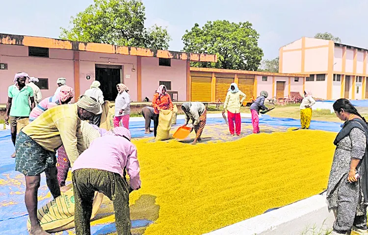 550 quintals of paddy seed from Bapatla Agricultural Research Station by Kharif