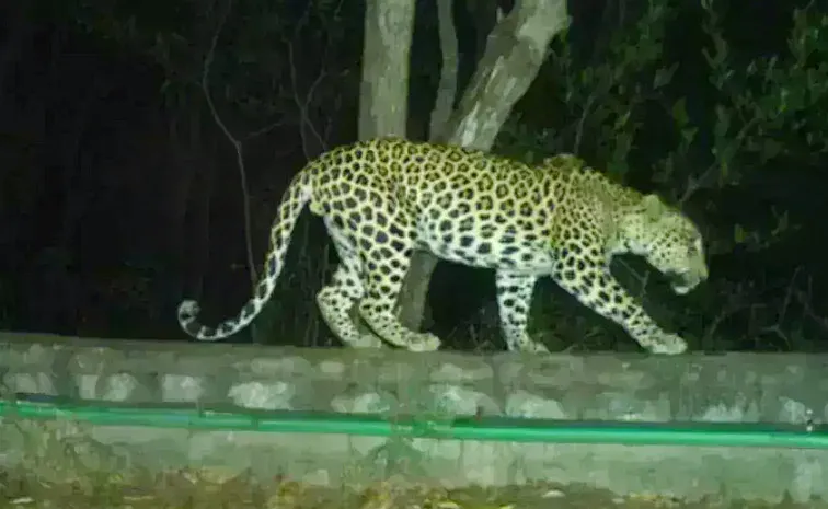 Leopard Movement At Tirumala And SV university