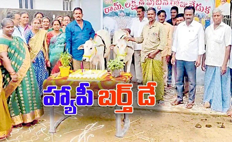 cow calfs birthday celebrated in kakinada district