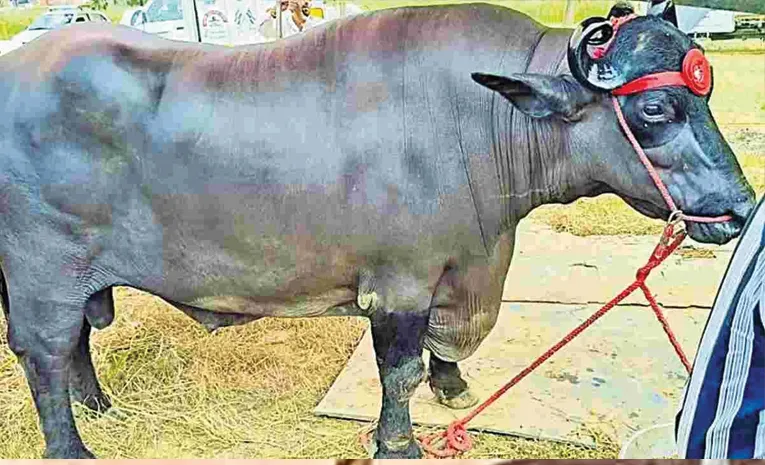 Buffalo controversy between two villages in Anantapur district