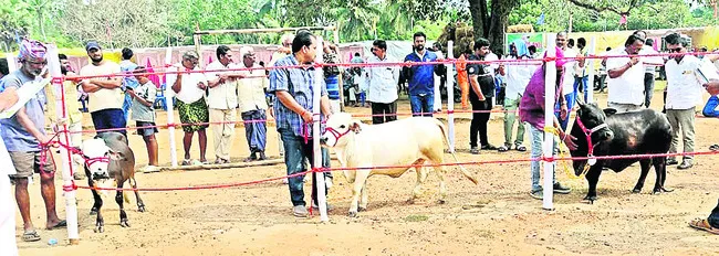 గిత్తందం.. గోచందం