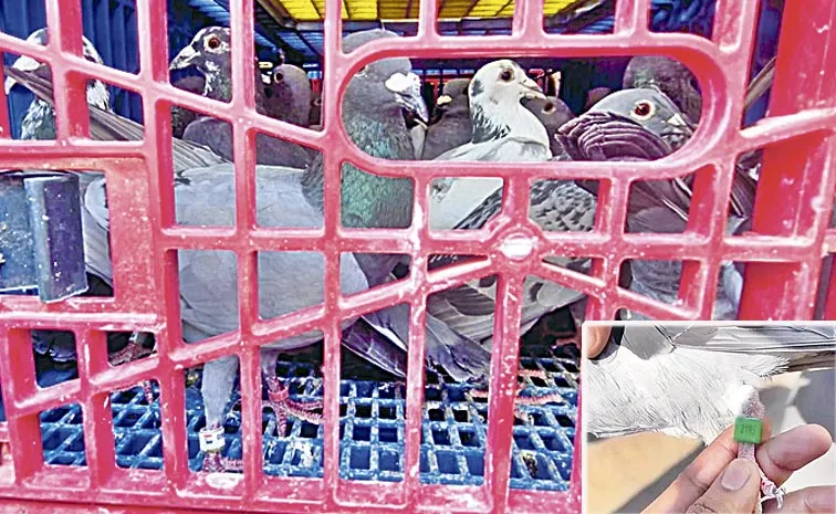 pigeon betting in vikarabad: Telangana