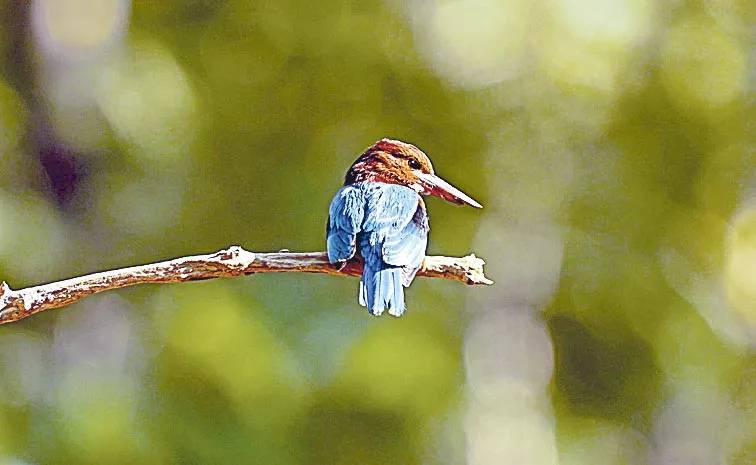 National Birds Day 2025: Telangana