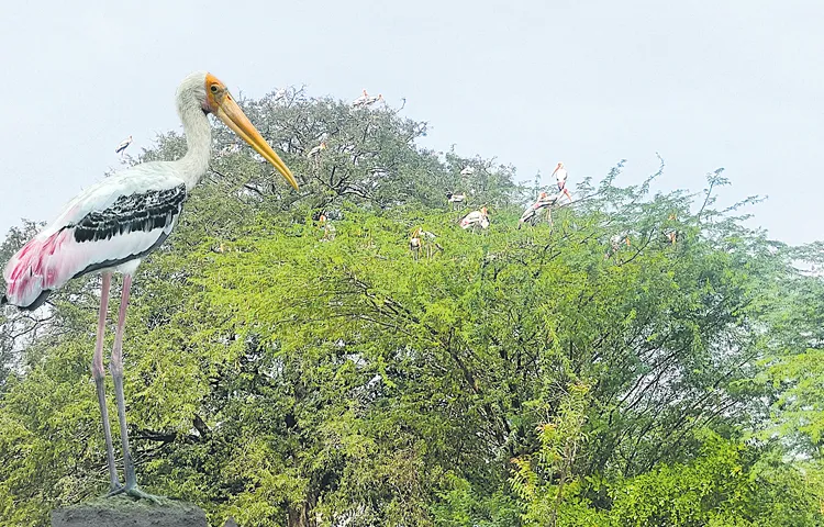 Foreign birds that have arrived in Veerapuram