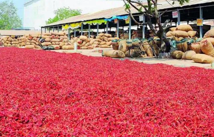 Chilli exports abroad have decreased