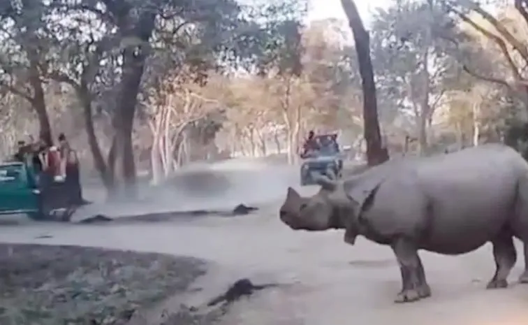 Two Women Fall In Front Of Rhino At Kaziranga Viral Video Fact Check Details