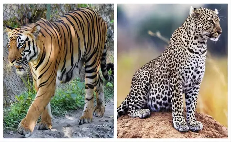 3 tigers and leopard die from bird flu at Nagpur rescue centre