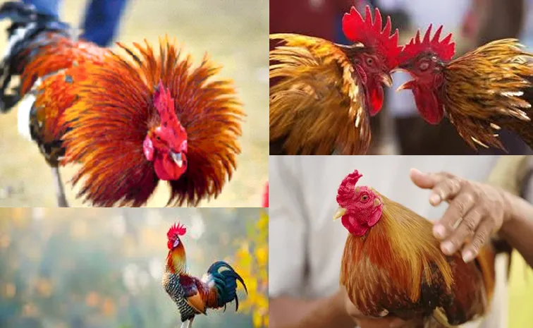 Sankrati 2025 cocks being ready In Telangana  for Andra pradesh 