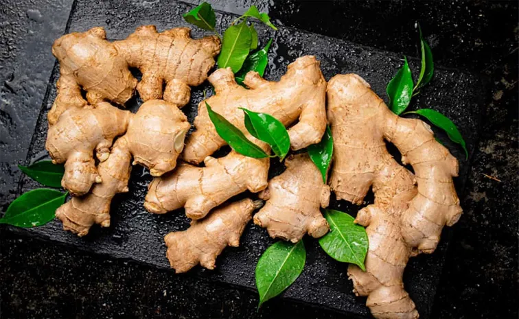 Start Ginger Farming with Low Investment Earn Lakh of Rupees