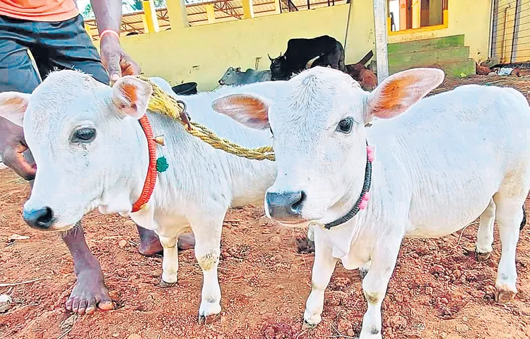 Punganur short calves are worth lakhs