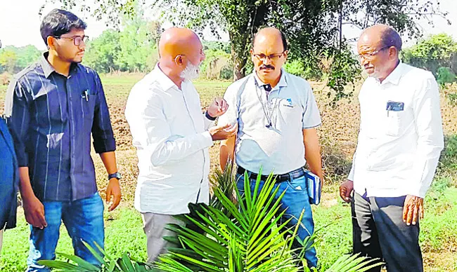 ఆయిల్‌పామ్‌తో అధిక దిగుబడి 