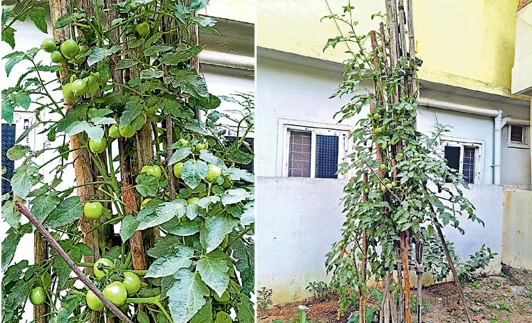 Tomato plant that grew 12 feet