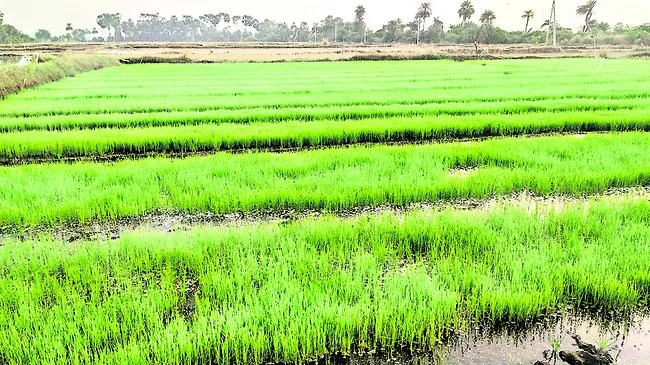 పెరగనున్న వరిసాగు.. 
