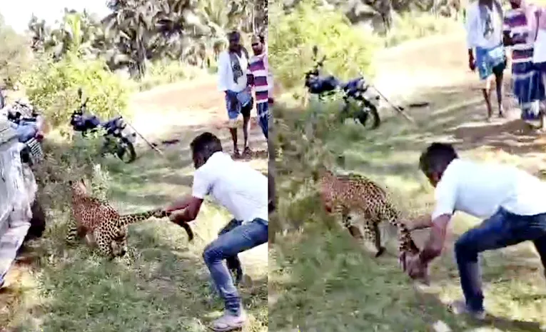 Young Man Catches Leopard Video Goes Viral in Tiptur