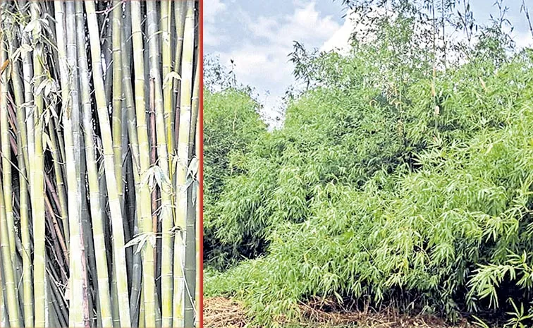 Bamboo Cultivation: Telangana