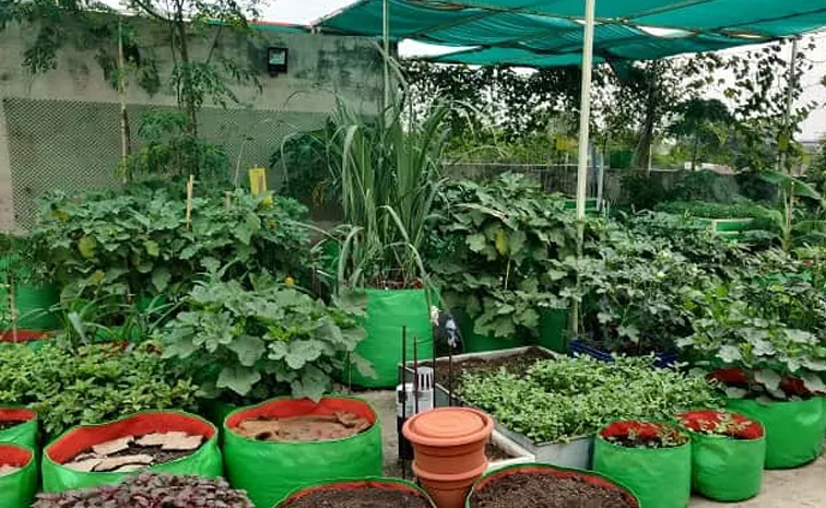 Tips on how to manage a terrace garden and shade net