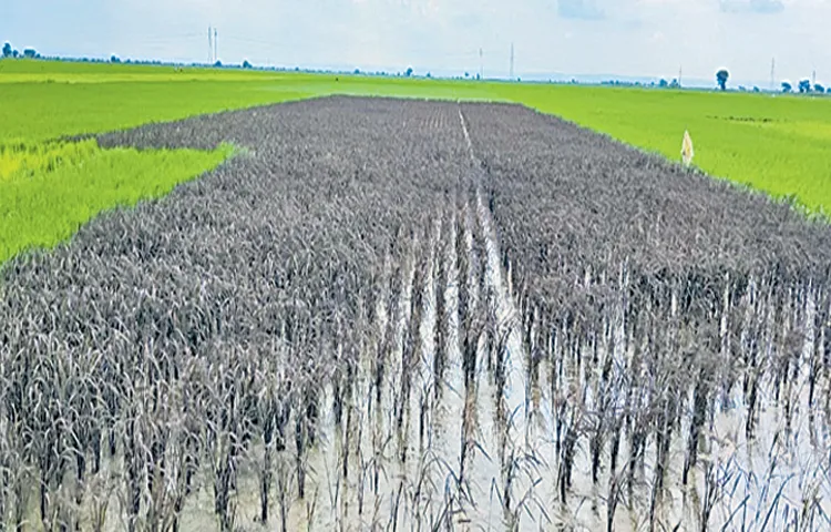 Interest among farmers in cultivating black rice