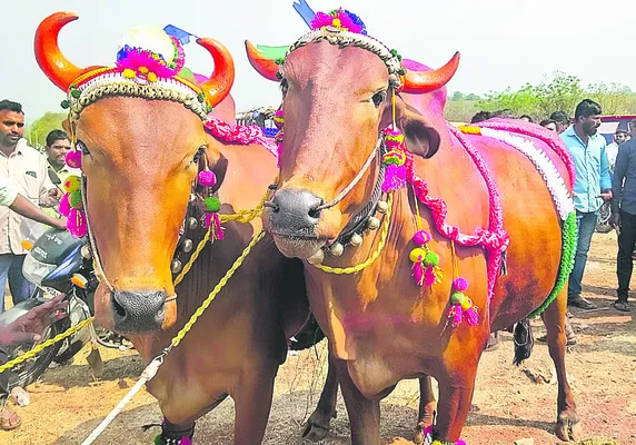 రూ.2.50లక్షలు పలికిన ఎడ్ల జత