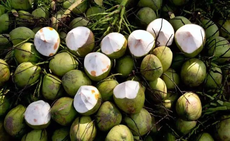 Coconut Sellers Grounding Advice Post Goes Viral