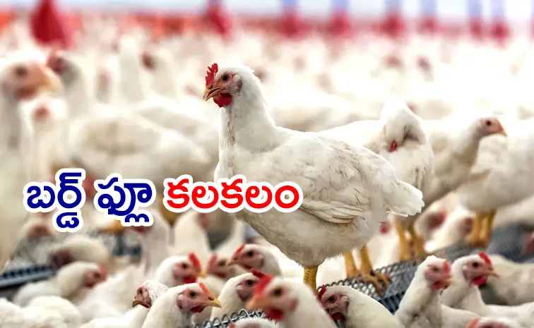 First Bird Flu Case Detected In East Godavari