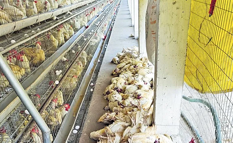 bird flu in East Godavari district of Andhra Pradesh