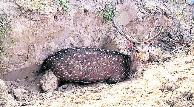 చుక్కలదుప్పిపై వీధికుక్కల దాడి