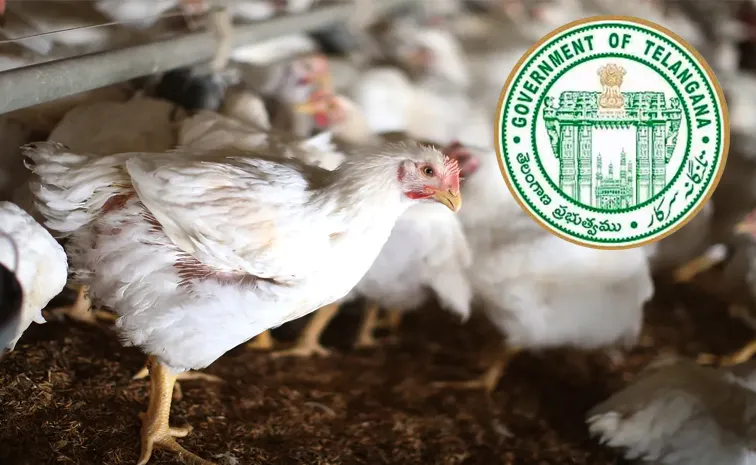 Telangana Govt Warning Issued Over Chicken And Bird Flu