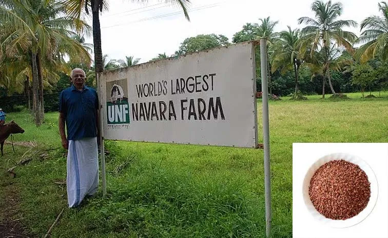 Ancient Medicinal Navara Red Rice An Old Kerala Farm