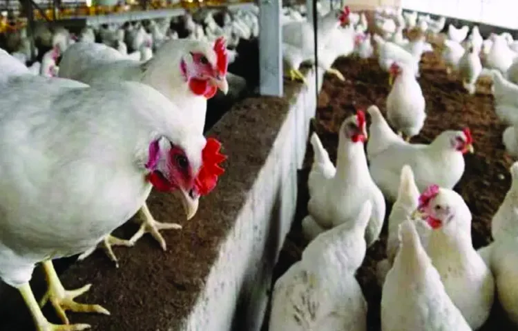 Bird flu is completely on decline in state