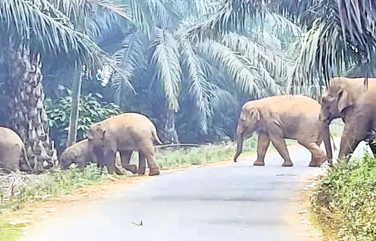 Elephant migration in Manyam district