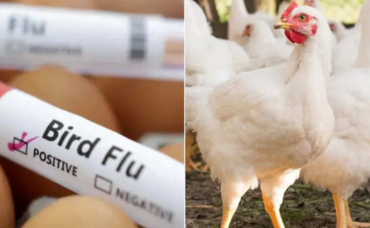 Bird Flu Case Filed In Andhra Pradesh