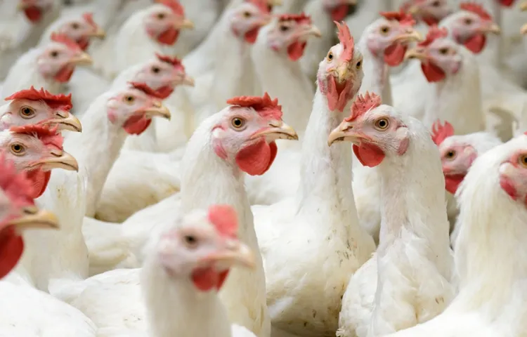 Bird flu is extremely rare in humans