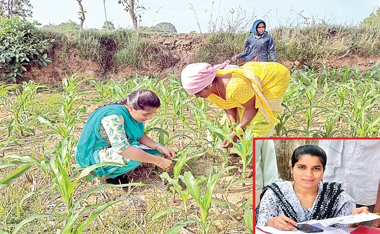 Siddipet AEO Karantothu Srilatha agricultural lessons for farmers