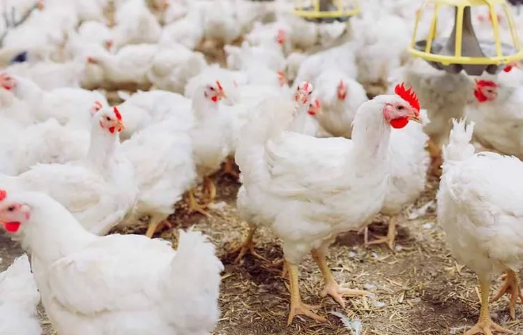 Poultry farmers facing losses from bird flu