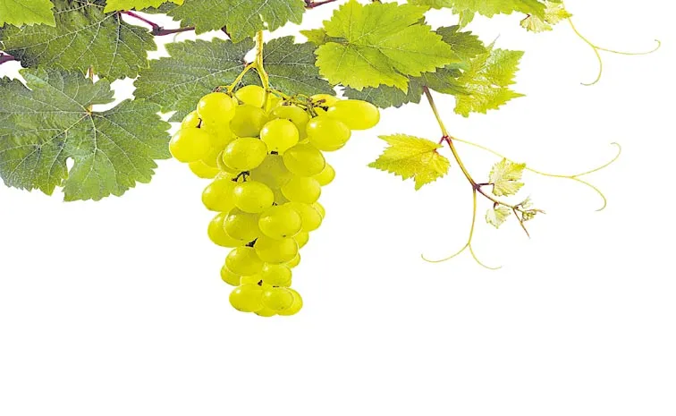 Grape cultivation down in Telangana