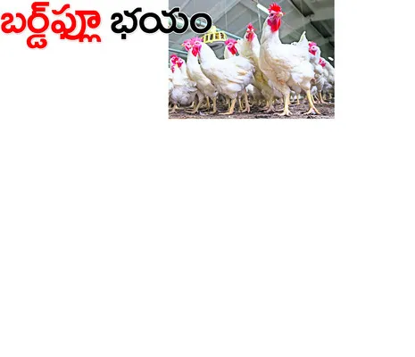 జాగ్ర